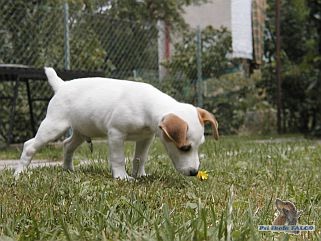 Jack Russell Terrier, pes (11 týdnů)