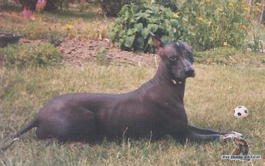 Peruánský naháč, pes