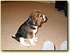 Beagle, pes (2 měs.)