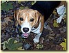 Beagle, pes (14 měs.)