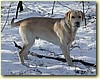 Labrador, pes (10 měs.)