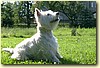 West highland white terrier, pes (16 měs.)