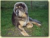 Tibetská doga, pes (9 měs.)