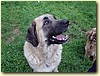 Kavkazský pastevecký pes, fena