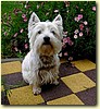West Highland White Terrier, pes (2,5 roku)