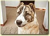 Středoasijský pastevecký pes, fena (2 roky)
