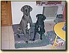 Německá doga/kříženec labradora, pes/pes (8 měsíců/2 roky)