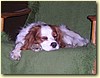 Cavalier King Charles Spaniel, pes (1,5 roku)
