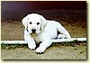 Labrador, pes (stáří 8 týdnů)