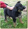 Německý ovčák, pes (2 měsíce)