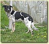 Český strakatý pes, pes (15 měsíců)