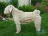 Irish soft coated wheaten terrier, fena (2 roky)