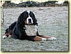 Bernský salašnický pes, pes