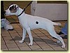 Parson Russel Terier, pes (4 měsíce)