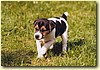 Parson Russel Terrier, pes (3měs.)
