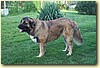 Kavkazský pastevecký pes, fena (19měs.)