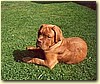 Bordeauxská doga, pes (5 měs.)